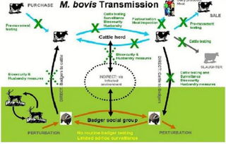 基因編輯與網(wǎng)絡(luò)技術(shù)融合 中國科學(xué)家培育抗肺結(jié)核奶牛創(chuàng)新實踐